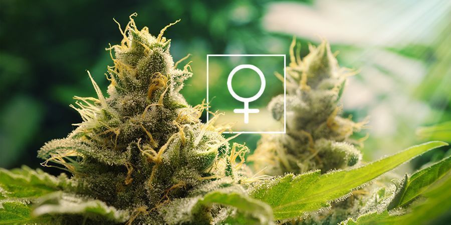 Hoeveel Zonlicht Hebben Feminized Cannabis Planten Nodig?