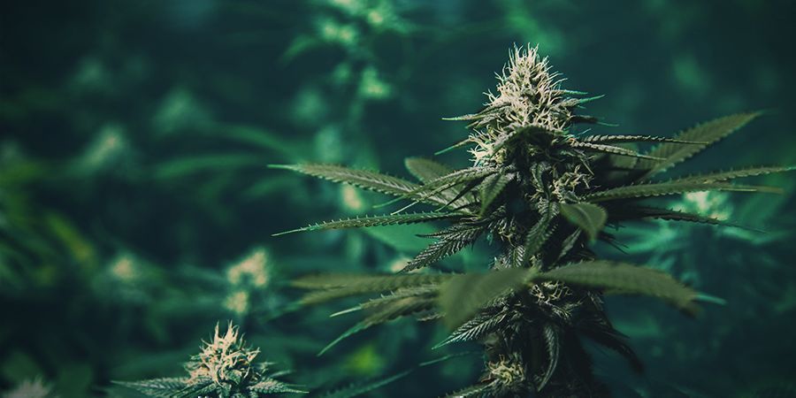 Niet Genoeg Zonlicht Cannabis Plant