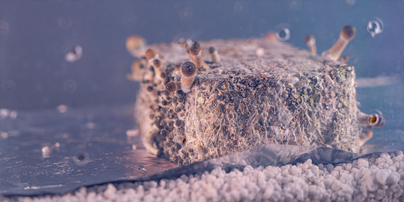 Wat is een shotgun fruiting chamber?