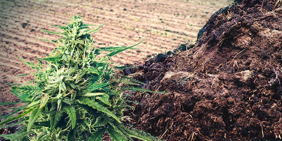 Mest Of Urine Voedingsstoffen Cannabis