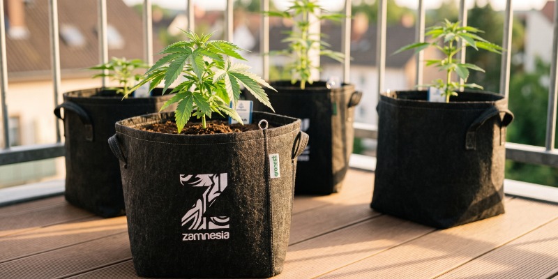 HOW TO COVER UP YOUR CANNABIS PLANTS HOW TO COVER UP YOUR CANNABIS PLANTS