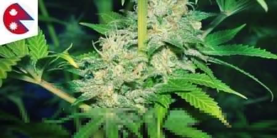 NEPALEES Cannabis