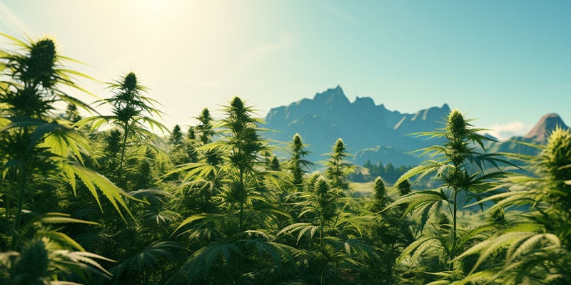 De oorsprong van Cannabis sativa