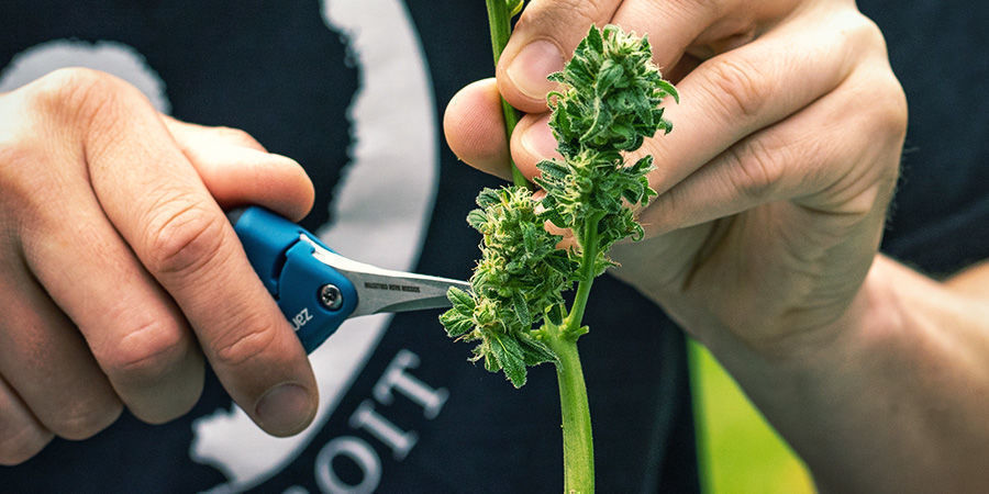SNOEISCHAAR voor het oogsten van cannabis