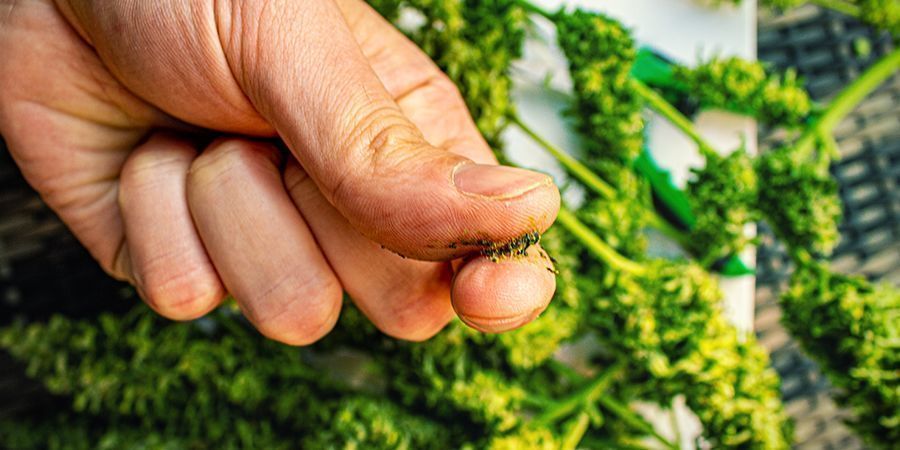 Welke Soorten Zijn Het Meest Geschikt Voor Jelly Hash?
