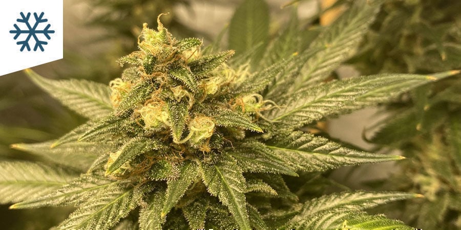 Best Cannabis Strains To Grow In A Cold Climate