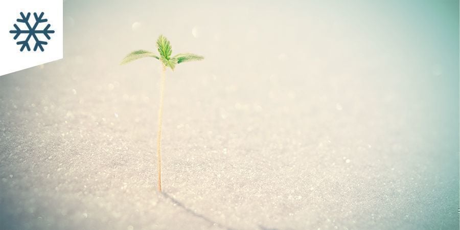 Cannabis Kweken In Een Koud Klimaat