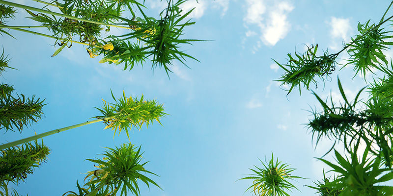 Hoe kweek je hoge cannabisplanten