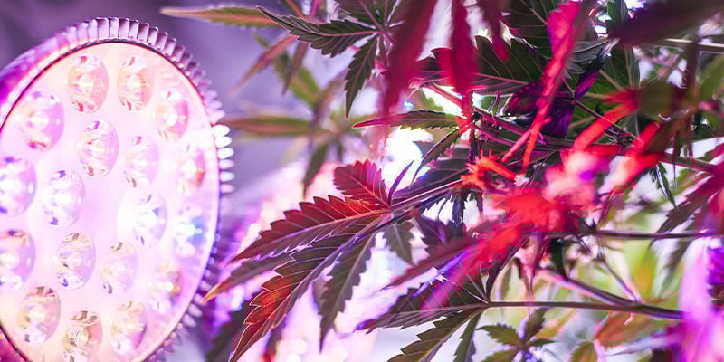 Tips voor het kweken van grote wietplanten