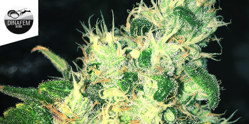 Special Queen 1 Van Royal Queen Seeds