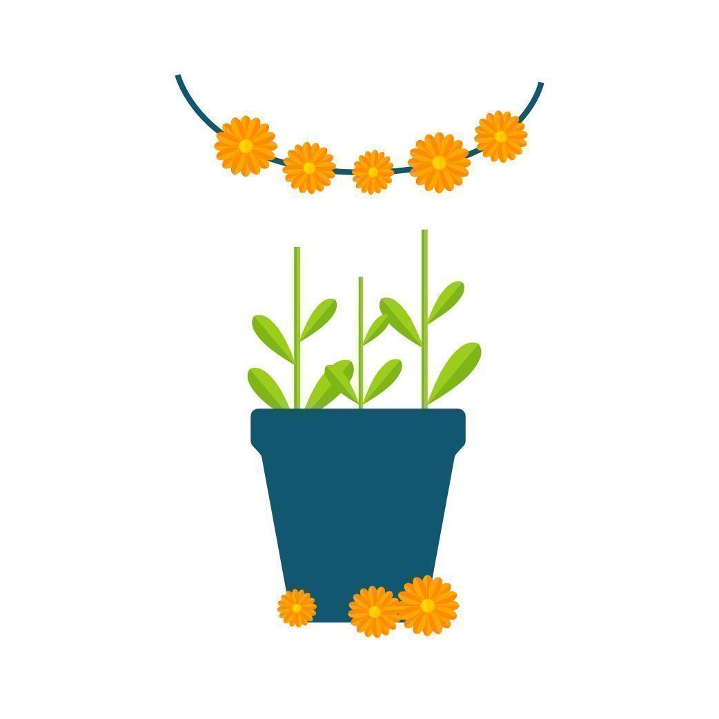 Pluk de bloemen