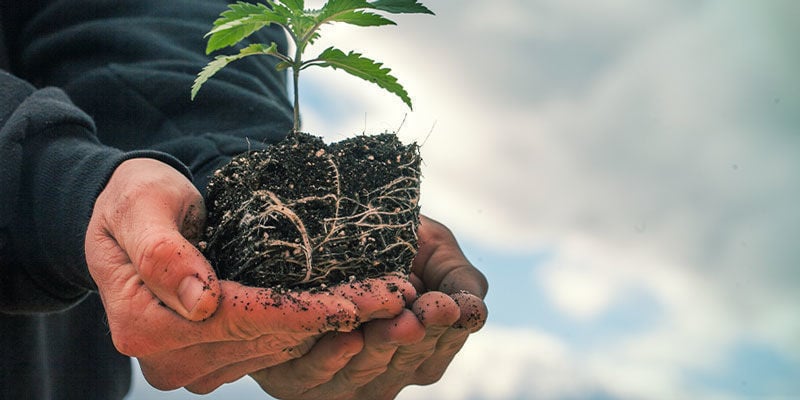 Air Pruning - Wietplanten Kweken