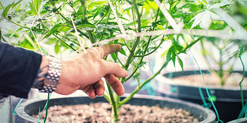 Meer Zuurstof - Wietplanten Kweken