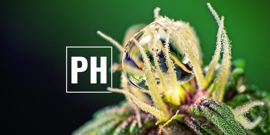 Optimaliseer De Ph-waarde van Cannabis