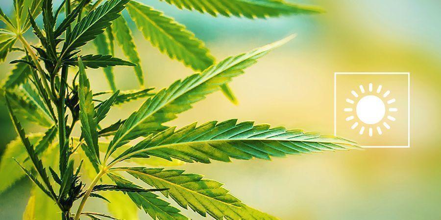 Kies De Juiste Periode Om Cannabis Buiten Te Kweken