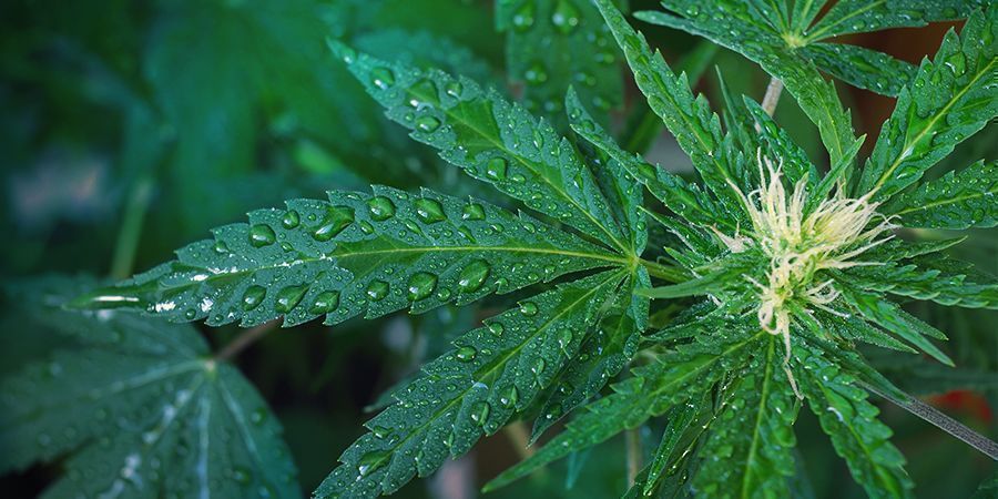 Geef Je Cannabis Planten De Juiste Hoeveelheid Water