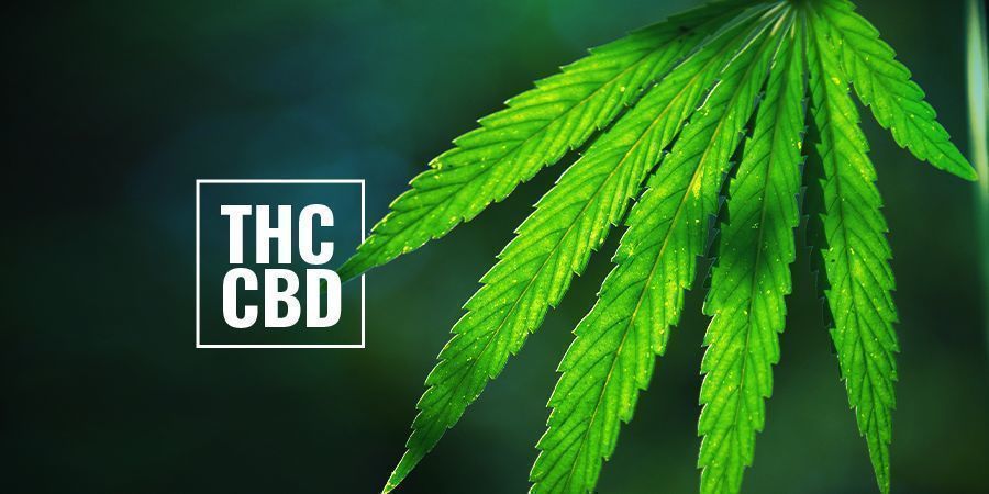 Piante Di Cannabis Fotoperiodiche Ricche Di THC/CBD