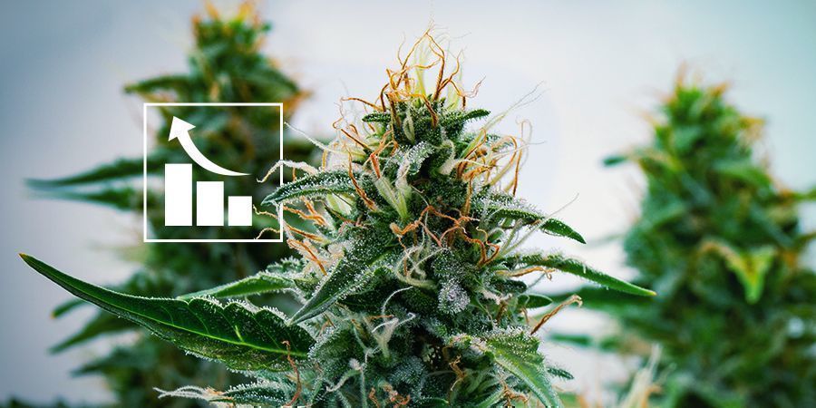 Het Resultaat Van Moderne Cannabis Kruisingen: Krachtige Autoflowers