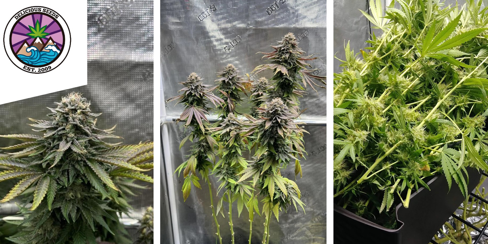 Eleven Roses: Delicious Seeds Eleven Roses: Delicious Seeds