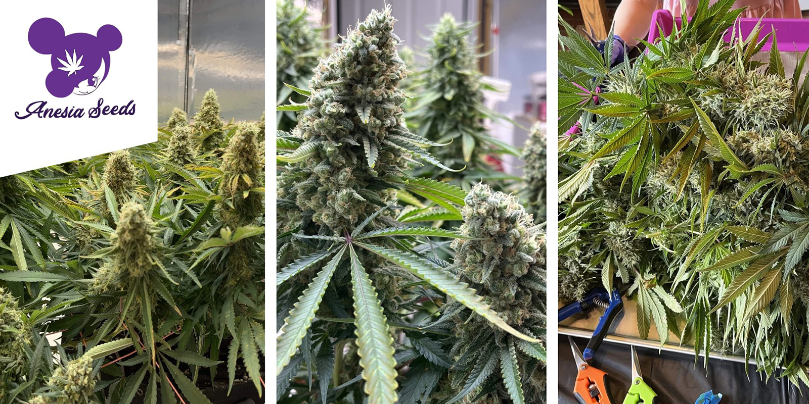 Future Island: Anesia Seeds Future Island: Anesia Seeds