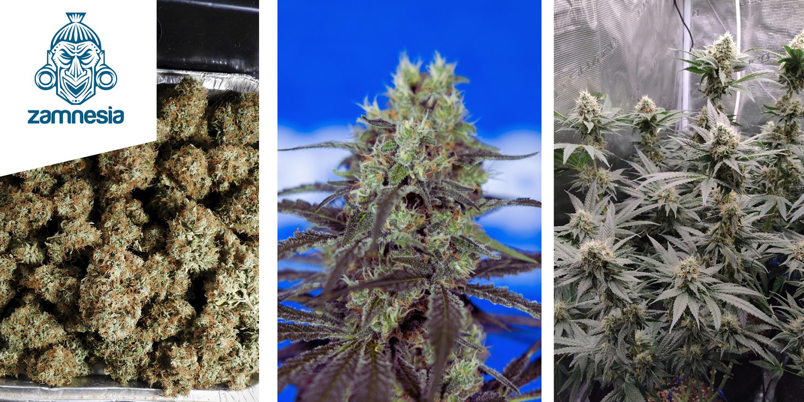 Ice Cream Cake: Zamnesia Seeds Ice Cream Cake: Zamnesia Seeds