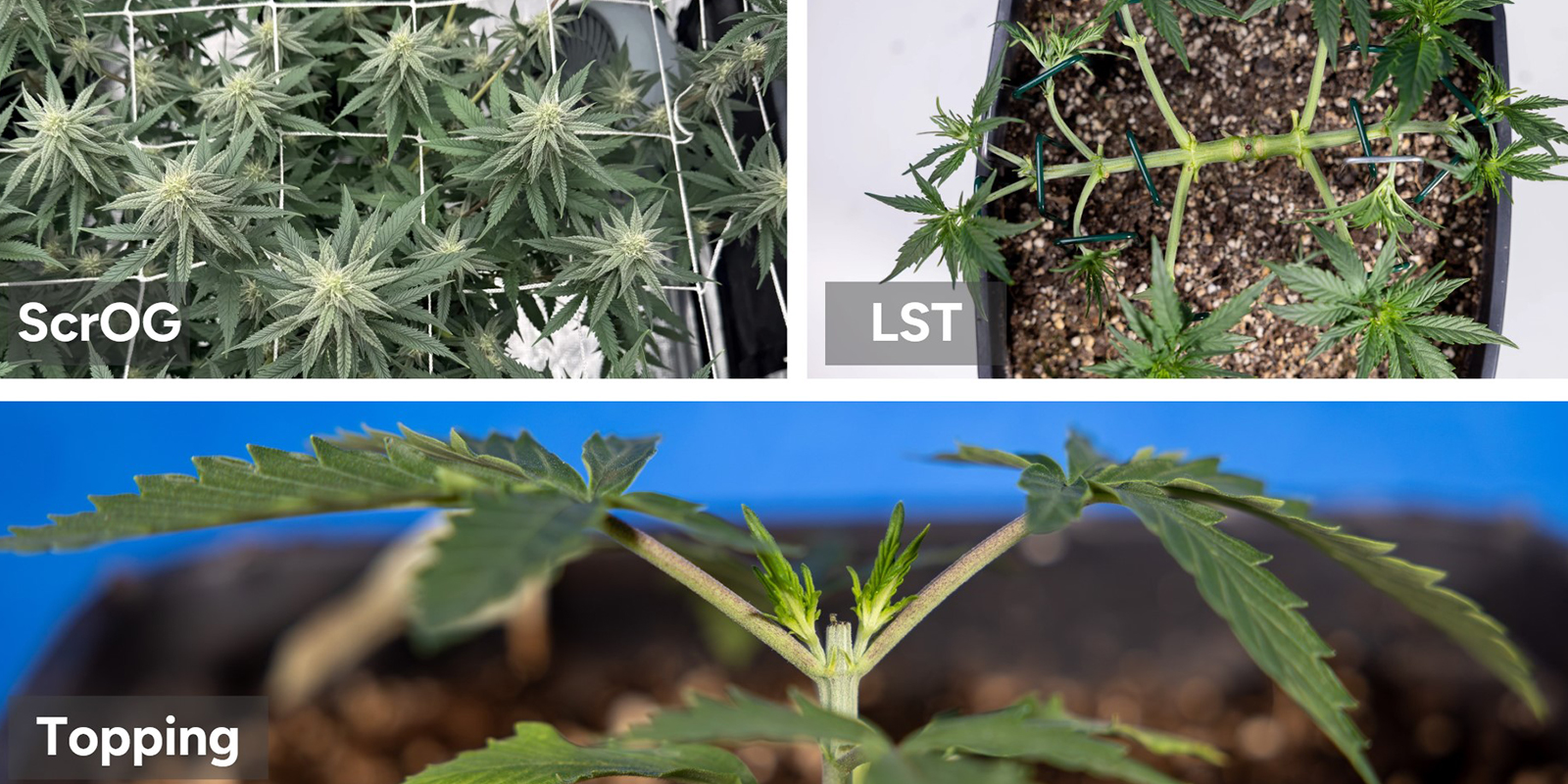 Bewezen technieken voor XXL-oogsten