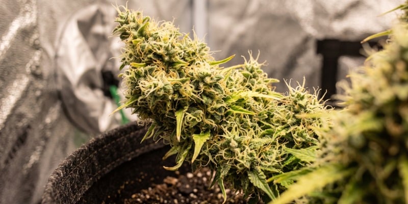 Big Bomb: Bomb Seeds