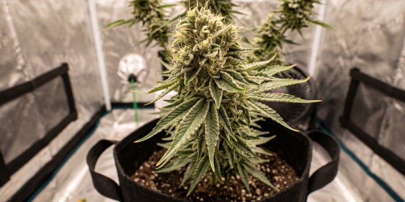 Cash Cow: Anesia Seeds