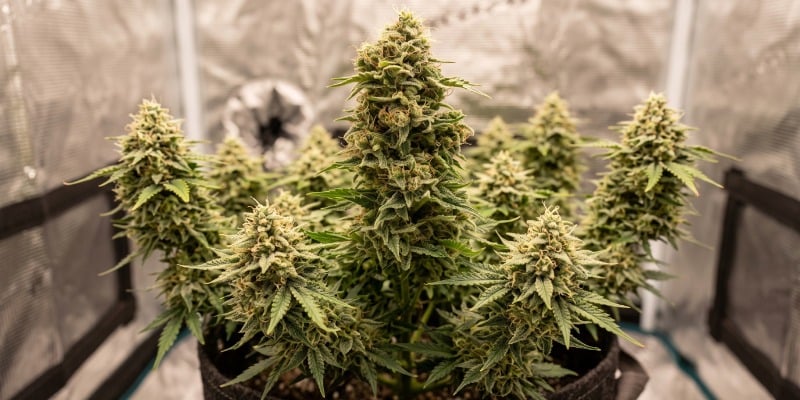 OG Lemon Bilbo: Genehtik Seeds OG Lemon Bilbo: Genehtik Seeds
