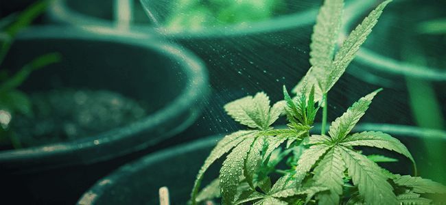 Hoe Weet Je Of Een Cannabis Plant Water Nodig Heeft… En Hoeveel?