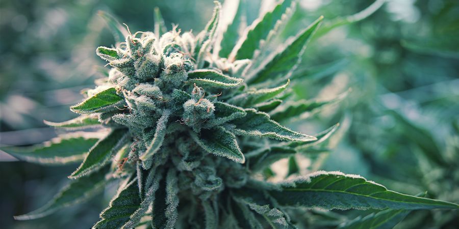 Wat Is Autoflowering Cannabis?