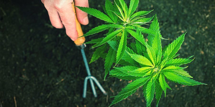 Hoe Verpot Je Autoflowering Cannabisplanten?