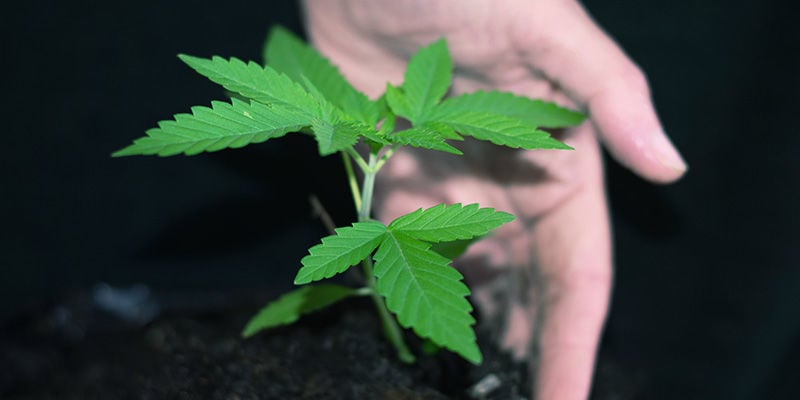 Wat Is De Beste Tijd Om Autoflowering Cannabisplanten Te Verpotten?