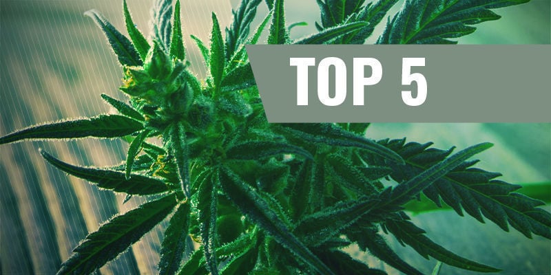 Top 5 fast flowering cannabis strains