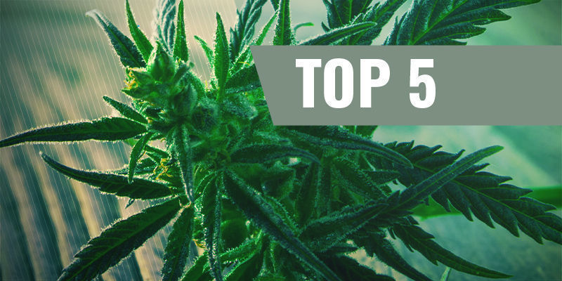 Top 5 Fast Flowering Cannabis Strains