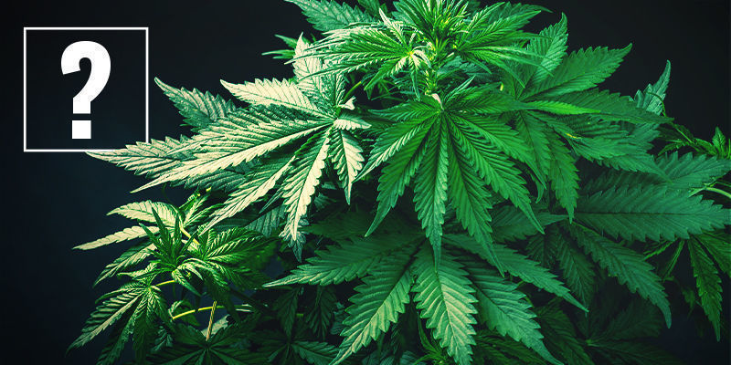 Wat zijn fast flowering cannabis strains?