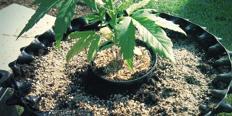 Vermiculiet
