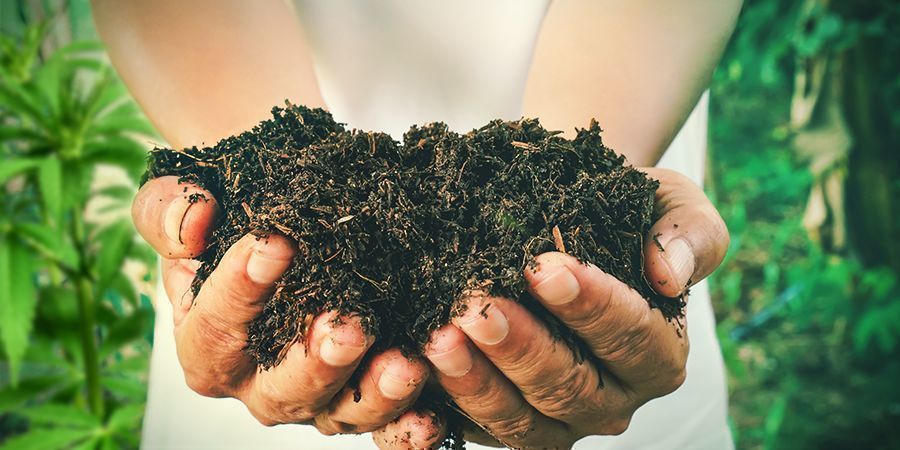 Hoe Maak Je Zelf Compost Voor Cannabisplanten?