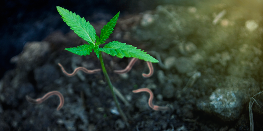De Voordelen Van Cannabis Kweken Met Je Eigen Compost