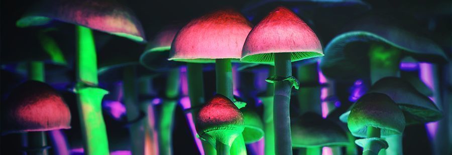 R/Shrooms: De Beste Subreddit Voor Informatie Over Psilocybine