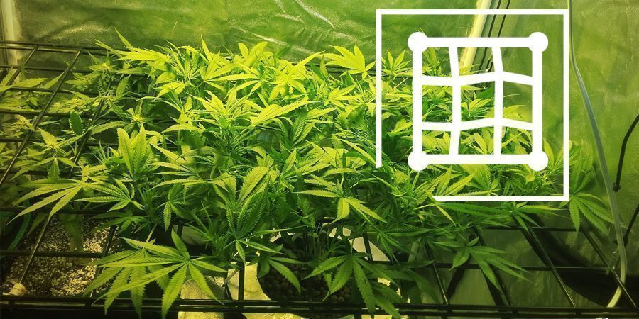 Technieken Om De Opbrengsten Van Je Micro Grow Te Verhogen