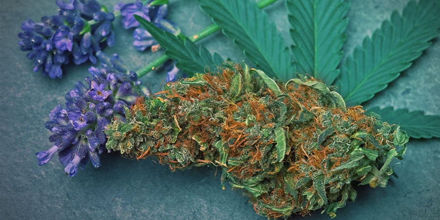 Linalool In Cannabis