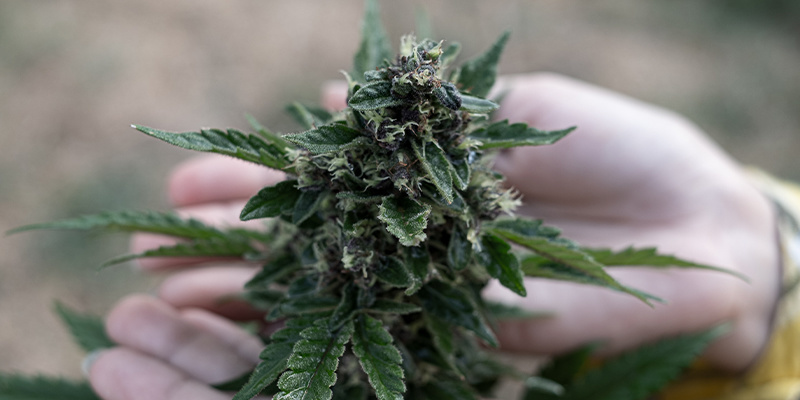 Top 3 wietsoorten op basis van terpenen