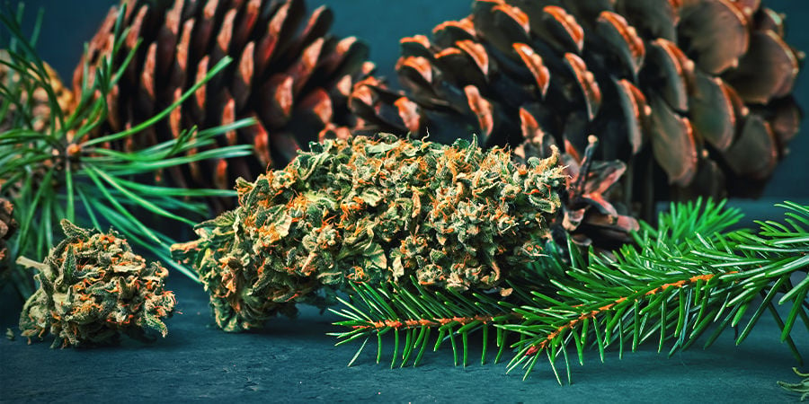 Pineen In Cannabis