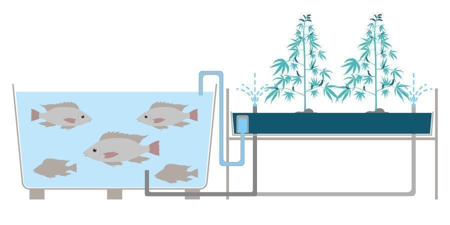 Wat Is Aquaponics?