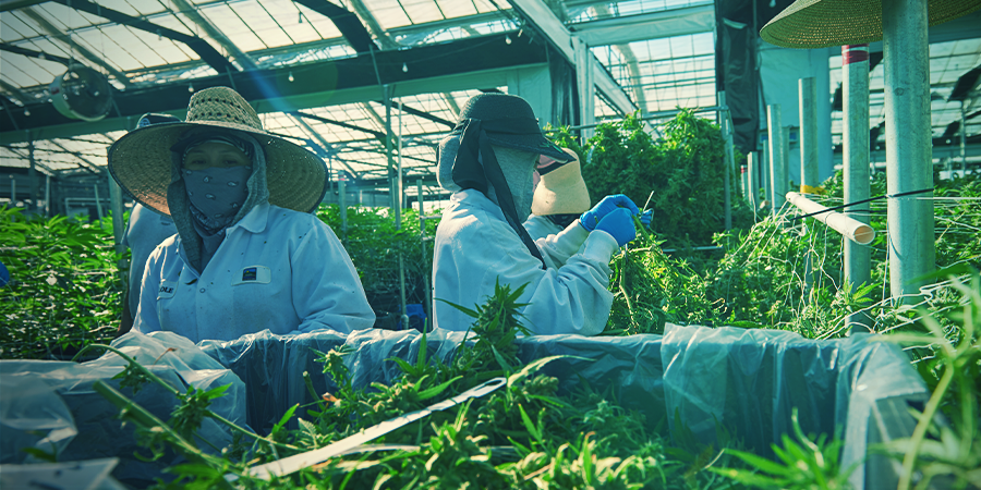 Is verticale cannabis-cultivatie de kweekmethode van de toekomst?
