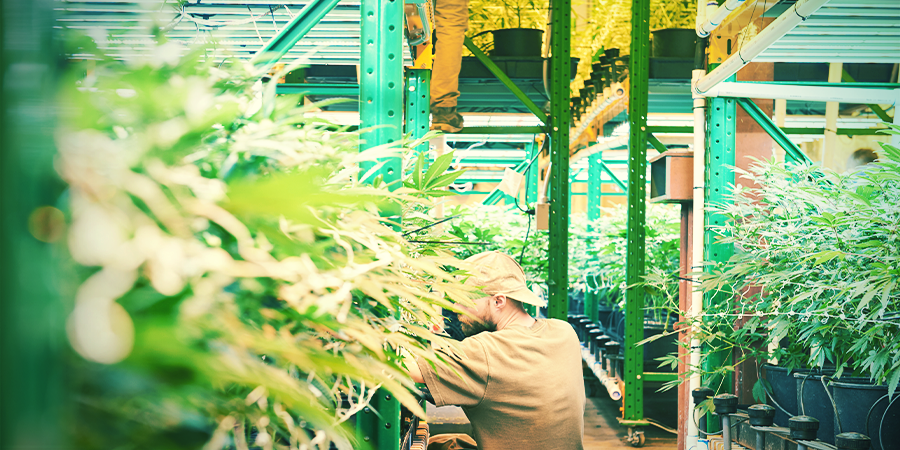 Wat Is Verticale Cannabis Cultivatie?