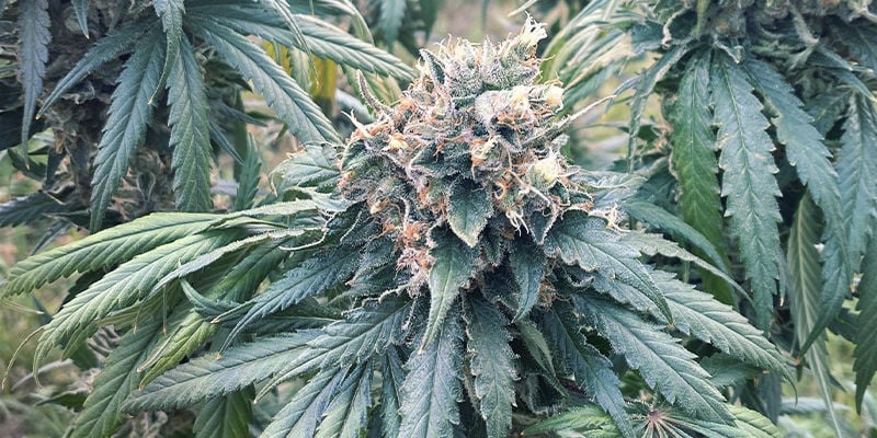 Onze Duurste/Exclusiefste Strains