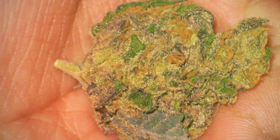 Soorten verontreinigingen in cannabis: Haarlak