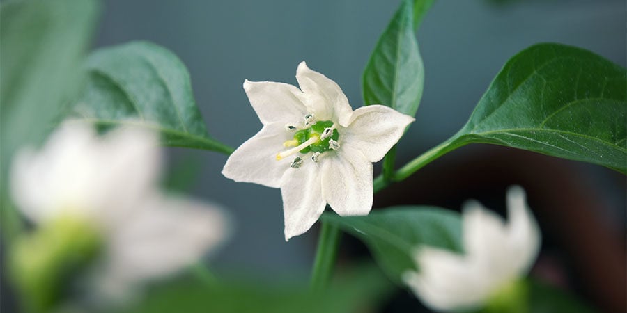 Pepers Kweken Voor Beginners: Knijp vroege bloemen af